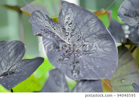 colocasia black ripple , Colocasia or black Colocasia plant or colocasia black coral colocasia black ripple , Colocasia or black Colocasia plant or colocasia black coral 94048595
