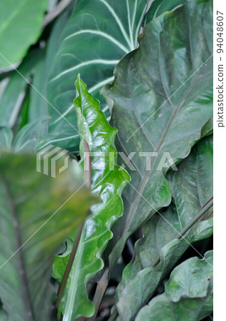 Anthurium Renaissance or Anthurium Renaissance leaf ,leaves Anthurium Renaissance or Anthurium Renaissance leaf ,leaves 94048607