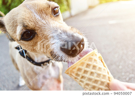 Portrait of funny little dog happily licking vanilla ice cream in waffle cone. Cute adorable pets. Walk with puppy around the city on hot sunny summer day. Dogs and sweets. Selective focus, sunbeam Portrait of funny little dog happily licking vanilla ice cream in waffle cone. Cute adorable pets. Walk with puppy around the city on hot sunny summer day. Dogs and sweets. Selective focus, sunbeam 94050007