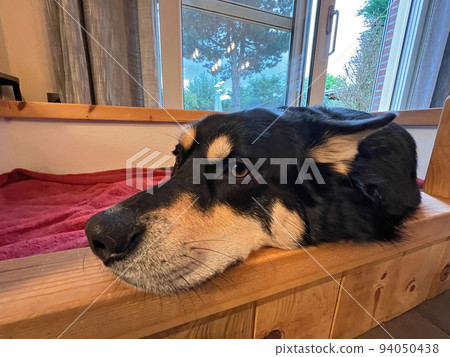 Wide angle closeup on a crossbred affectionate young female Husky dog , while resting indoors in her bench 94050438