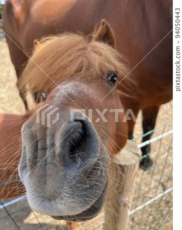 Funny and humorous wide angle portret of a curious small brown poney looking into the lense 94050443