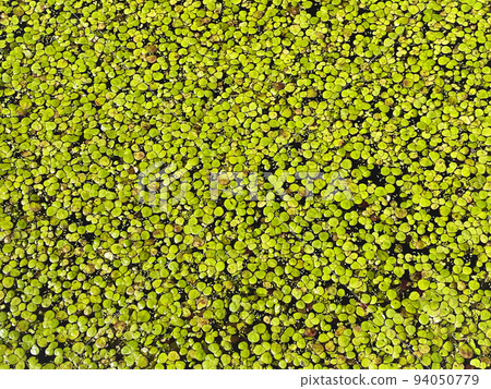 Background with abstract pattern made of aquatic plant Lemna. Green leaves of duckweeds on sunny day 94050779
