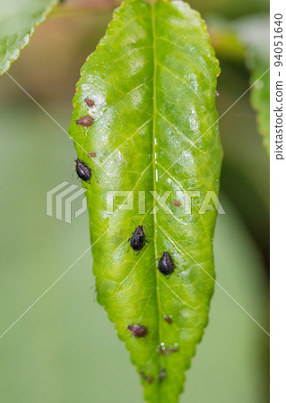 Green cherry leaf with black cherry aphids. Green cherry leaf with black cherry aphids. 94051640