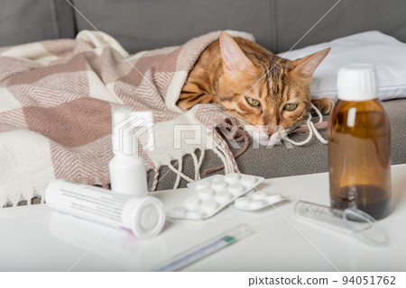 A sick cat lies on the couch, wrapped in a blanket. Bengal cat with flu or cold symptoms being treated at home. A sick cat lies on the couch, wrapped in a blanket. Bengal cat with flu or cold symptoms being treated at home. 94051762