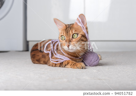 Red cat plays with a ball of thread on the carpet. Red cat plays with a ball of thread on the carpet. 94051782