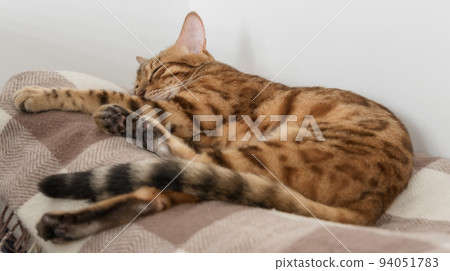 Sleeping bengal cat in a room on a plaid blanket. Sleeping bengal cat in a room on a plaid blanket. 94051783