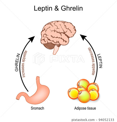 Ghrelin and leptin. hormones that regulate appetite. 94052133