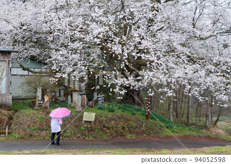 People watching cherry blossoms (Tateya no Sakura, Ogawa Village, Nagano Prefecture) 94052598