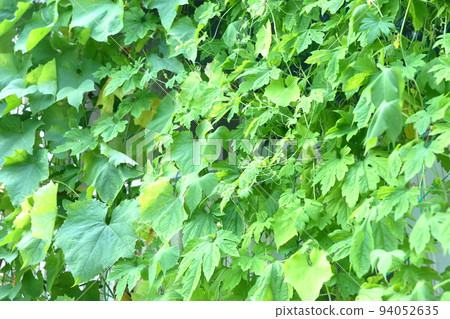 Green Curtain Goya Green Curtain Goya 94052635