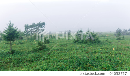 morning foggy natural landscape, swampy meadow with trees 94052757