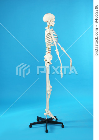 Artificial human skeleton model on blue background Artificial human skeleton model on blue background 94055286