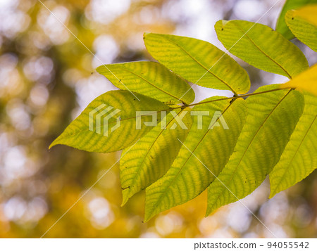 Yellow autumn leaves of Juglans mandshurica, Manchurian walnut. Autumn leaf color 94055542