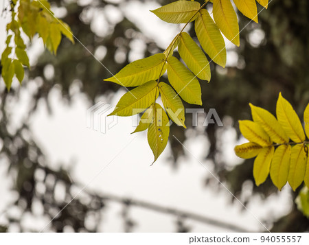Yellow autumn leaves of Juglans mandshurica, Manchurian walnut. Autumn leaf color Yellow autumn leaves of Juglans mandshurica, Manchurian walnut. Autumn leaf color 94055557