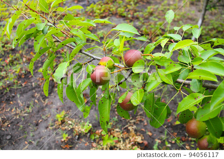 Pear on a branch. Red green pear fruits and green leaves with spots hang on a branch on the background of a vegetable garden and green grass. Orchard. Garden plot. Farm in the countryside. Close up Pear on a branch. Red green pear fruits and green leaves with spots hang on a branch on the background of a vegetable garden and green grass. Orchard. Garden plot. Farm in the countryside. Close up 94056117