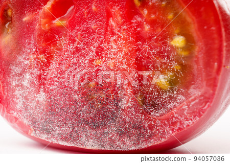 a piece of tomato covered with white and black mold. a piece of tomato covered with white and black mold. 94057086