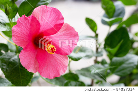 Hibiscus flower on tree in the garden Hibiscus flower on tree in the garden 94057334