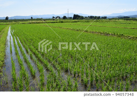 Rural scenery Shonai, Yamagata Prefecture, one of Japan's leading rice fields 94057348