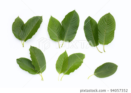 Mitragyna speciosa, Fresh kratom leaves on white background Mitragyna speciosa, Fresh kratom leaves on white background 94057352
