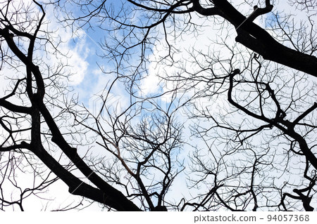 Dead branches tree silhouette with blue sky and cloud Dead branches tree silhouette with blue sky and cloud 94057368