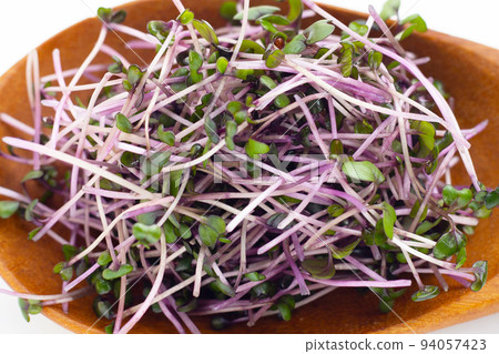 Organic red cabbage sprouts on white background. Organic red cabbage sprouts on white background. 94057423