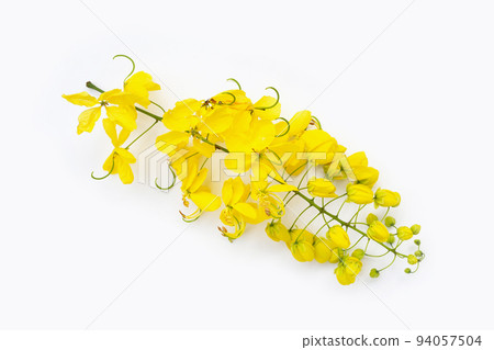 Cassia fistula flower on white background. Cassia fistula flower on white background. 94057504