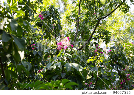 Blossom pink flower of silk floss tree chorisia 94057555