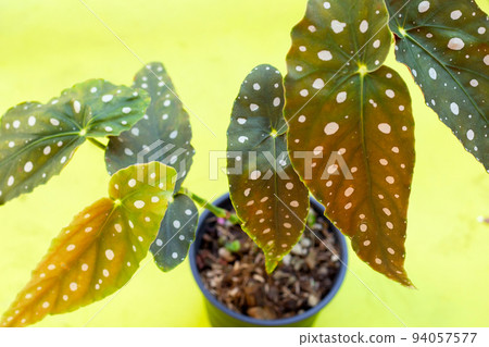 Begonia maculata leaves on green background. Begonia maculata leaves on green background. 94057577