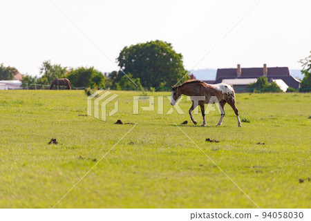 Horse grazing in the pasture Horse grazing in the pasture 94058030