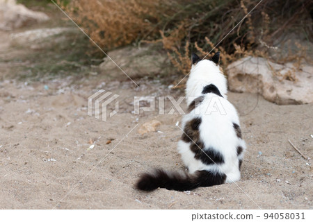 White cat with dark spots White cat with dark spots 94058031