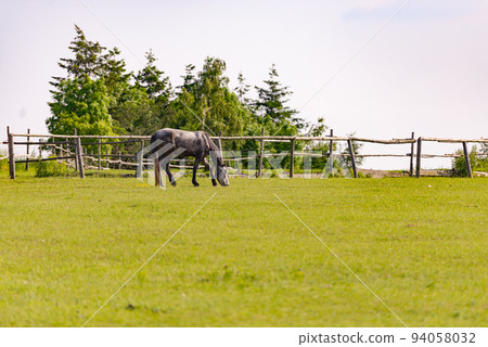 Horse grazing in the pasture Horse grazing in the pasture 94058032