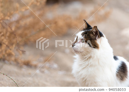 White cat with dark spots White cat with dark spots 94058033