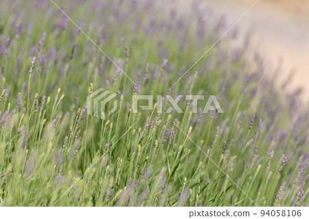 Field lavender in may. Field lavender in may. 94058106