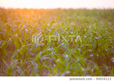 Sunrise over a cornfield 94058123