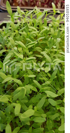Stellaria media or Common chickweed or little mouse ear chickweed is an annual flowering plants in the carnation family Caryophllaceae.It is grown as a vegetable crop and ground cover for both human Stellaria media or Common chickweed or little mouse ear chickweed is an annual flowering plants in the carnation family Caryophllaceae.It is grown as a vegetable crop and ground cover for both human 94058955