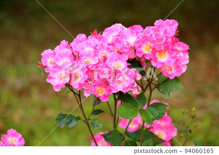 Rose flower exposure Rose flower exposure 94060165