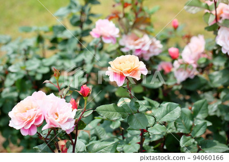 Rose flower distance drums 94060166