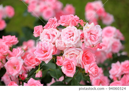 Rose flowers Princess Aico 94060324