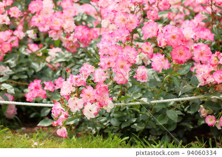 Roses of flowers Hana Roses of flowers Hana 94060334