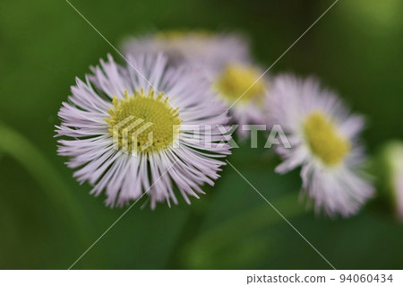 太平？？ 94060434