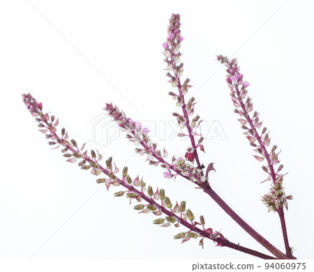 Ho shiso Ako shiso Ho shiso Ako shiso 94060975