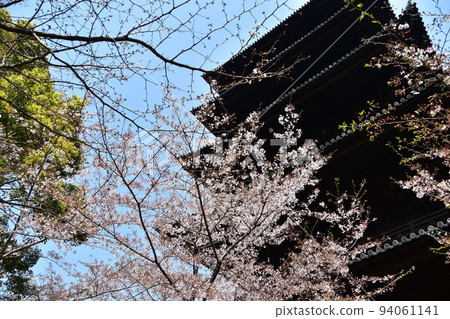 Kyoto City, Kyoto Prefecture, Japan, Toji Temple in spring, cherry blossoms in full bloom and a national treasure five-storied pagoda Kyoto City, Kyoto Prefecture, Japan, Toji Temple in spring, cherry blossoms in full bloom and a national treasure five-storied pagoda 94061141