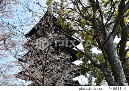 日本京都府京都市,春天的東寺,盛開的櫻花和國寶五層塔 日本京都府京都市,春天的東寺,盛開的櫻花和國寶五層塔 94061144