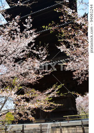 Kyoto City, Kyoto Prefecture, Japan, Toji Temple in spring, cherry blossoms in full bloom and a national treasure five-storied pagoda 94061244
