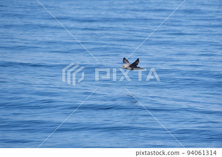在知床（北海道羅臼附近）海面附近飛行的Fulmars 94061314