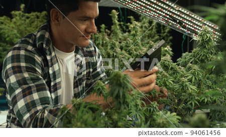 Cannabis farmer use microscope to analyze CBD in curative cannabis farm Cannabis farmer use microscope to analyze CBD in curative cannabis farm 94061456