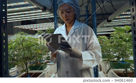 Scientist test cannabis product in curative indoor cannabis farm 94061460