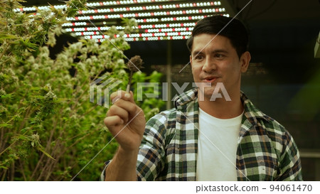 Marijuana farmer tests marijuana buds in curative marijuana farm 94061470