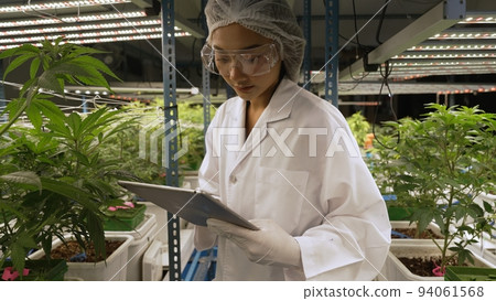 Scientist test cannabis product in curative indoor cannabis farm Scientist test cannabis product in curative indoor cannabis farm 94061568