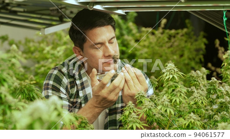 Marijuana farmer tests marijuana buds in curative marijuana farm Marijuana farmer tests marijuana buds in curative marijuana farm 94061577