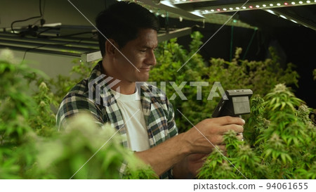 Cannabis farmer use microscope to analyze CBD in curative cannabis farm 94061655